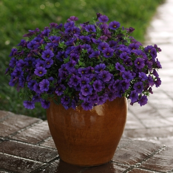 Calibrachoa (Trailing Petunia) - Cabaret® 'Deep Blue'