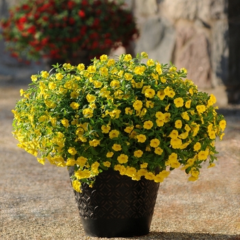 Calibrachoa (Trailing Petunia) - Cabaret® 'Deep Yellow'