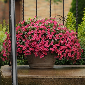 Calibrachoa (Trailing Petunia) - Cabaret® 'Hot Pink'