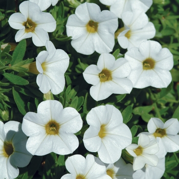 Calibrachoa (Mini Petunia) - Cabaret® 'Bright White Improved'