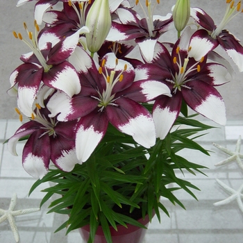 Lilium asiaticum 'Tiny Padhye' - Asiatic Pot Lily
