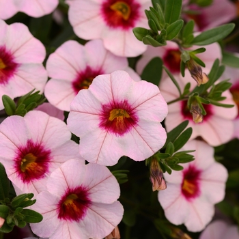 Calibrachoa - MiniFamous&reg; Neo Salmon with Pink Eye