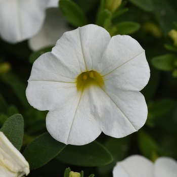 Calibrachoa x hybrida 'Minifamous Uno White' - Calibrachoa (Mini Petunia)