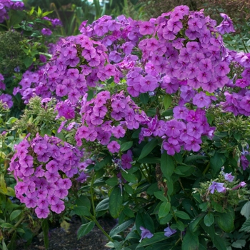 Phlox paniculata 'Purple Flame™' - Garden Phlox