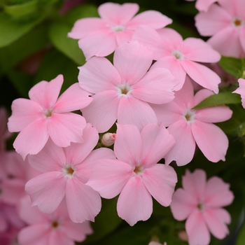 Phlox cultivars 'Gisele™ Light Pink' - Phlox