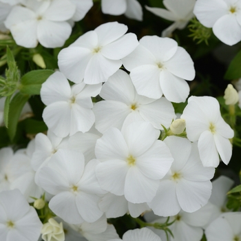 Phlox cultivars 'Gisele™ White' - Phlox