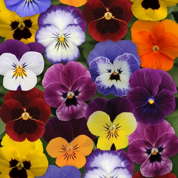 Viola cornuta (Pansy) - Sorbet® XP 'Autumn Select Mixture'