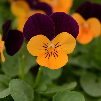Viola cornuta 'Sorbet® XP Orange Jump Up' - Viola