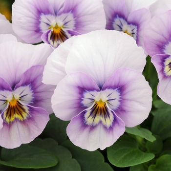 Viola cornuta - Sorbet® XP 'Pink Halo'
