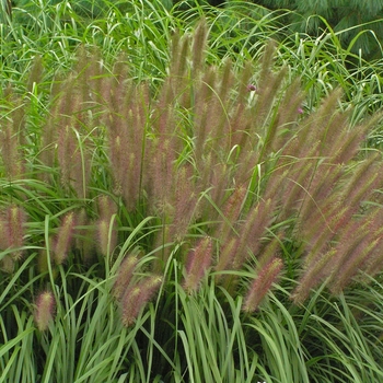 Pennisetum alopecuroides 'Red Head' - Fountain Grass