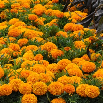 Tagetes erecta 'Taishan® Orange' - Marigold