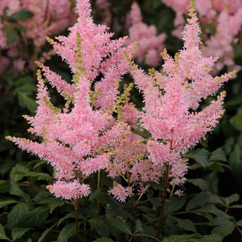 Astilbe japonica 'Younique&trade; Salmon' - False Spirea