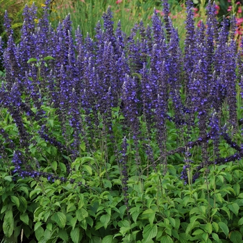 Salvia longispicata x farinacea 'Mystic Spires Blue' - Sage