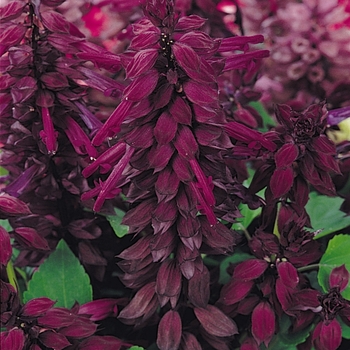 Salvia splendens Vista™ Purple - Salvia