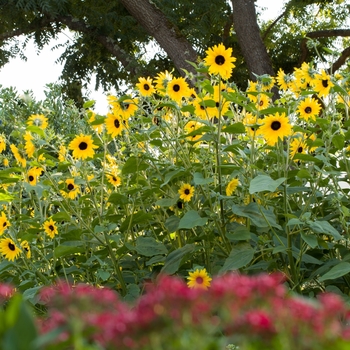 Helianthus annuus 'Sunfinity Dark Yellow' - Helianthus (Sunflower)