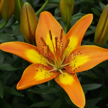 Lilium 'Fantasiatic Spark' - Asiatic Lily