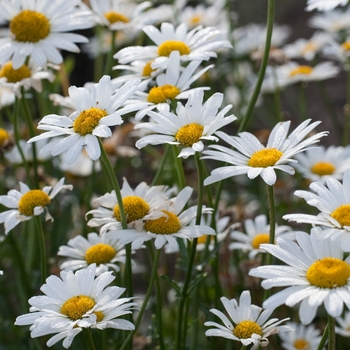 Leucanthemum x superbum 'White Breeze' - Shasta Daisy