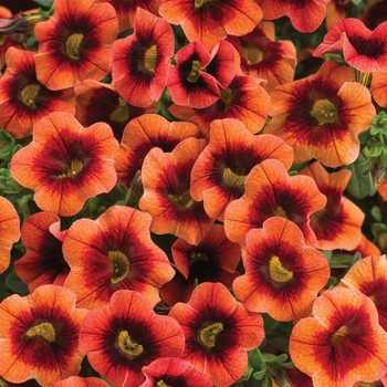 Calibrachoa 'Tangerine Punch™' BBCAL82201 PPAF and Can. PBRAF (Calibrachoa) - Superbells® Tangerine Punch™