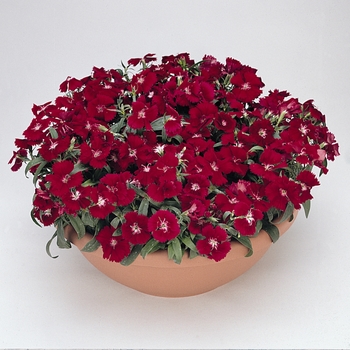 Dianthus hybrida 'Floral Lace Crimson' - Dianthus