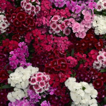 Dianthus chinensis x barbatus 'Floral Lace™ Mix' - Dianthus (Pinks)