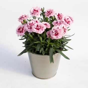 Dianthus - Oscar&reg; Purple Star