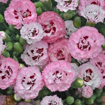 Dianthus 'Pretty Poppers Appleblossom Burst' - Border Carnation