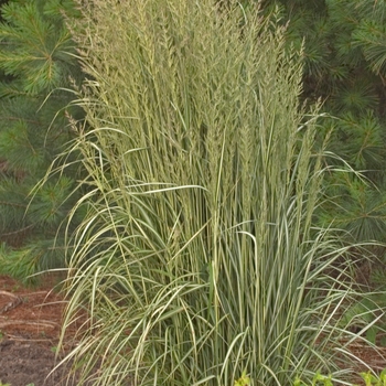 Calamagrostis acutiflora 'Avalanche' - Feather Reed Grass