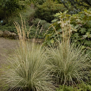 Calamagrostis acutiflora 'Overdam' - Feather Reed Grass