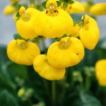 Calceolaria 'Calynopsis Yellow' - Pocketbook Plant