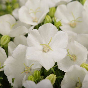 Campanula carpatica 'Rapido White' - Bellflower