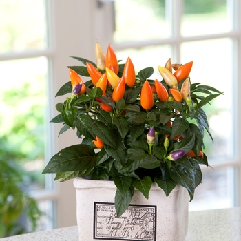 Capsicum annuum (Ornamental Pepper) - Acapulco® Orange