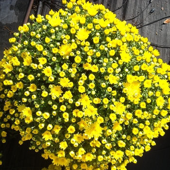 Chrysanthemum x morifolium (Mum) - Belgian® 'Aluga Yellow'