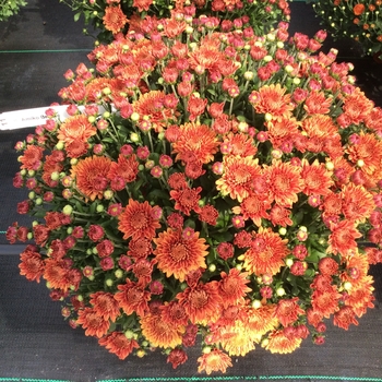 Chrysanthemum 'Amiko Bronze' - Belgian® Mum