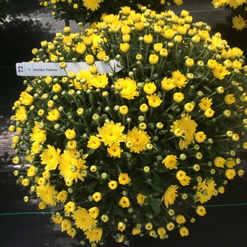 Chrysanthemum 'Amiko Yellow' - Belgian® Mum