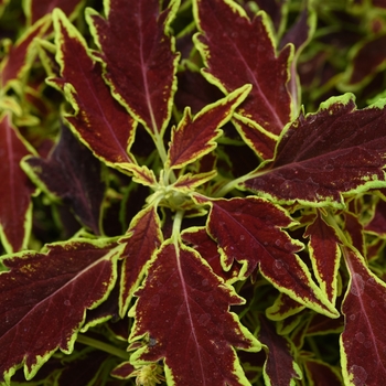 Coleus - FlameThrower&trade; Serrano