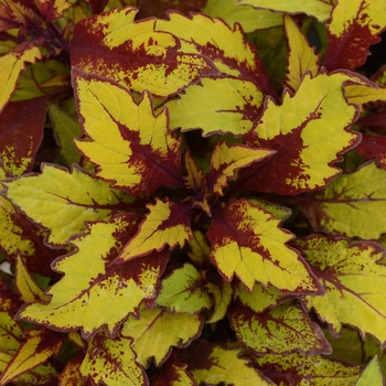 Coleus/Solenostemon - Flame Thrower™ 'Spiced Curry'
