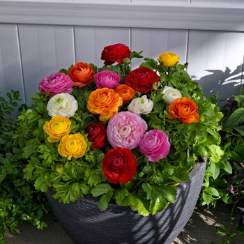 Ranunculus asiaticus var. nanus - 'Bloomingdale II Mix' Persian Buttercup