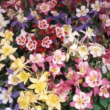 Aquilegia 'Swan Mix' - Columbine