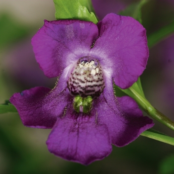 Angelonia angustifolia 'Carita Purple' - Angelonia (Summer Snapdragon)