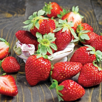 Fragaria 'Fort Laramie' - Strawberry