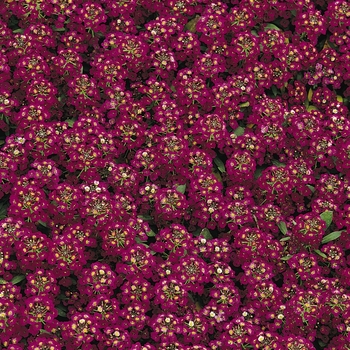 Lobularia maritima 'Easter Bonnet Violet' - Alyssum