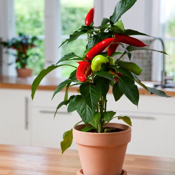 Capsicum annuum 'Hot Banana' - Pepper, Hot