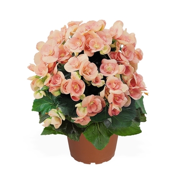Begonia 'Nelly' - Rieger Begonia
