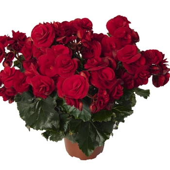 Begonia x hiemalis - Solenia® Velvet Red