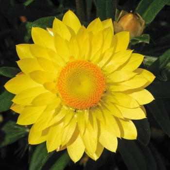 Bracteantha bracteata 'Mohave Yellow' - Strawflower