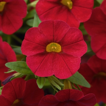 Calibrachoa (Mini Petunia) - Cabaret® Red