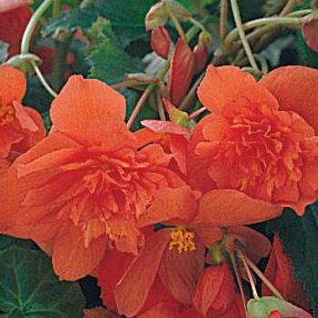 Begonia x tuberhybrida 'Illumination® Orange' - Begonia