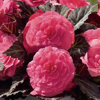 Begonia x tuberhybrida 'Nonstop® Mocca Pink Shades' - Begonia
