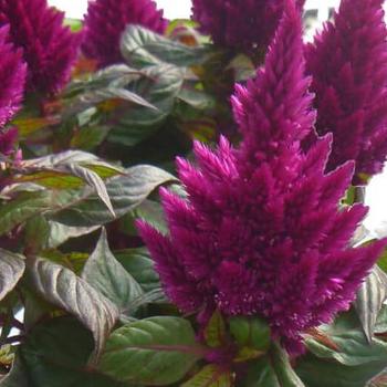 Celosia plumosa 'Kelos® Fire Purple ' - Celosia