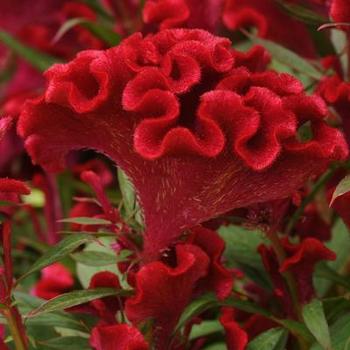 Celosia cristata 'Twisted Red Improved' - Celosia